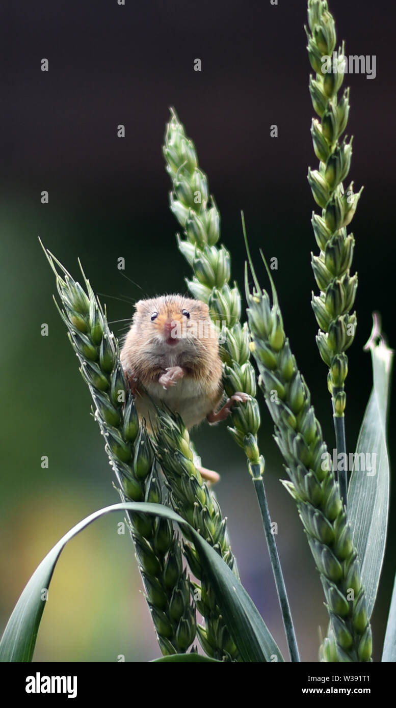 Cosecha de Eurasia Ratón (Micromys minutus) - mirando a través de espigas de trigo Foto de stock