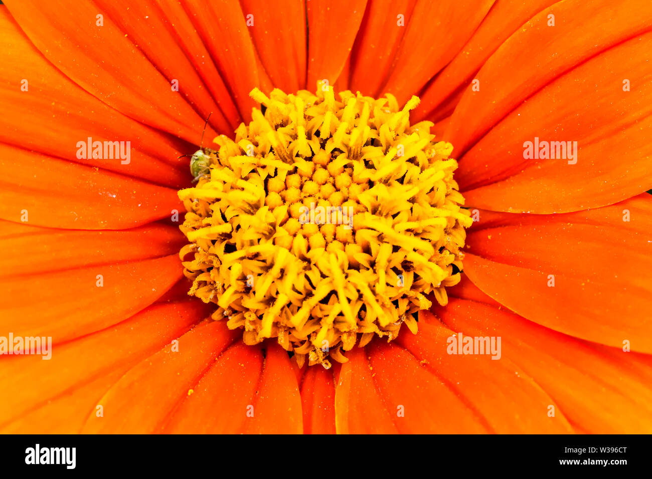 Naranja girasol mexicano (Tithonia rotundifolia) o Fiesta del Sol Flor detalle macro fotografía con impresionantes colores naranja intenso y pequeña verde insec Foto de stock