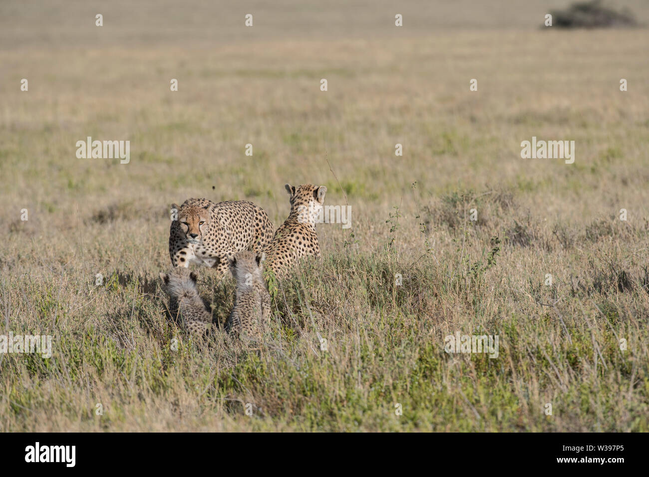 Los guepardos macho investigando una madre y sus crías, Parque Nacional del Serengeti, Tanzania - hay una serie de imágenes disponibles para este encuentro. Foto de stock