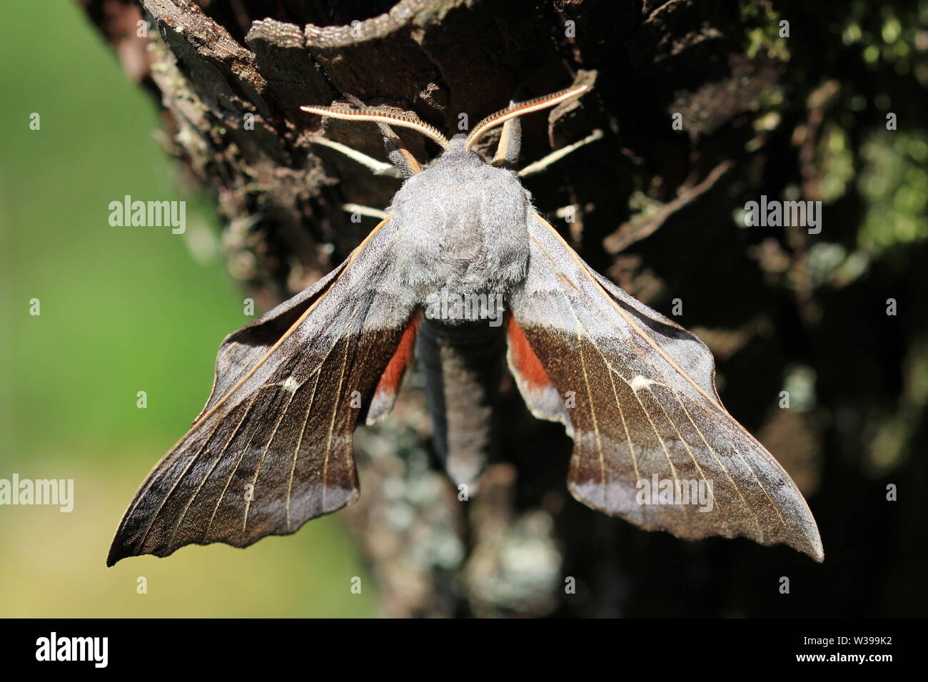 Un Álamo Hawk-moth (Laothoe populi), fotografiados en Lochwinnoch, Renfrewshire. Foto de stock