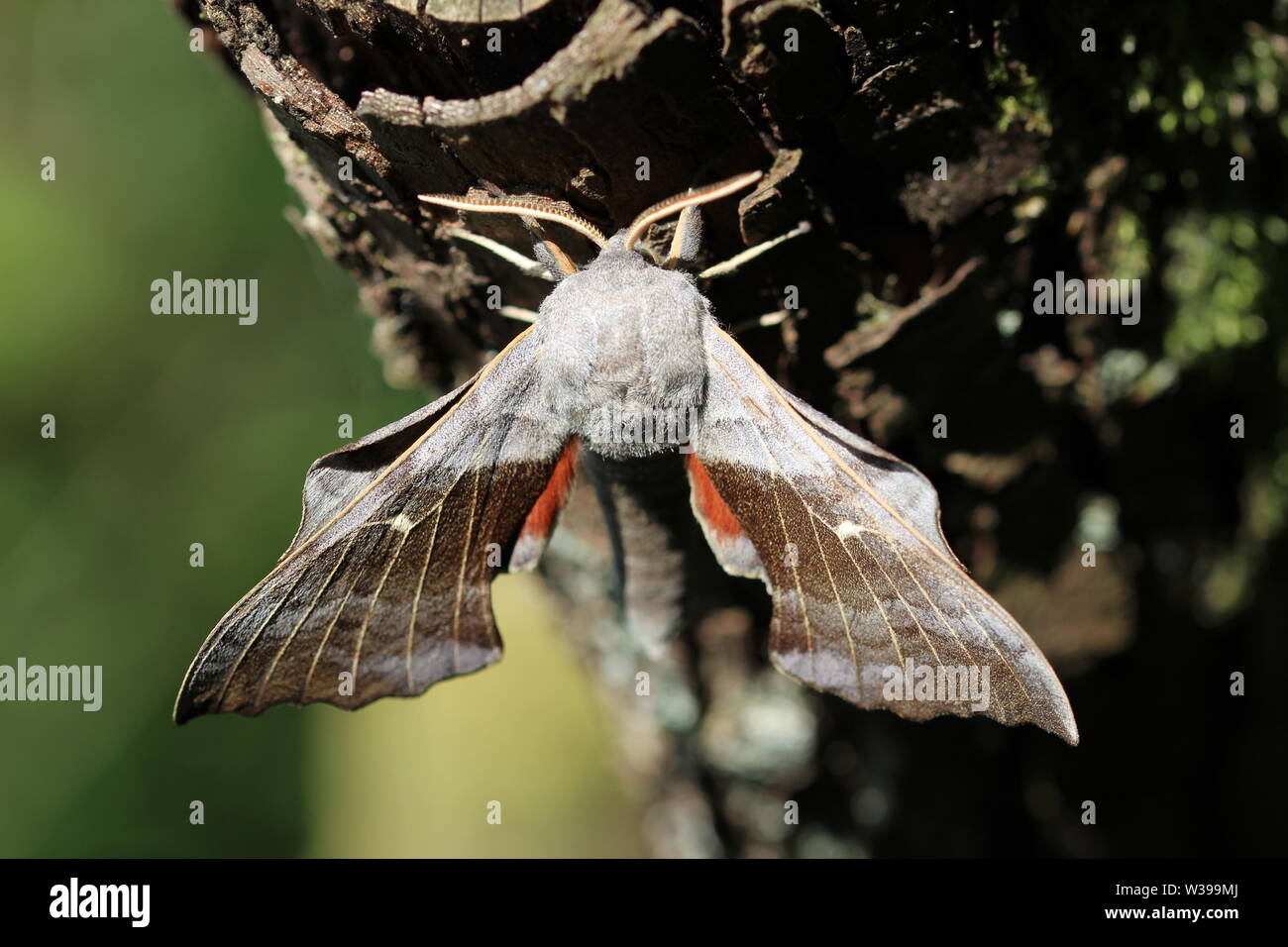 Un Álamo Hawk-moth (Laothoe populi), fotografiados en Lochwinnoch, Renfrewshire. Foto de stock