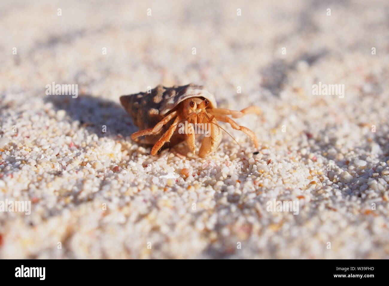 Cangrejo ermitaño en una playa de arena, haciendo lindas cosas cangrejo ermitaño, Caliza Bay beach, Anguila, BWI. Foto de stock