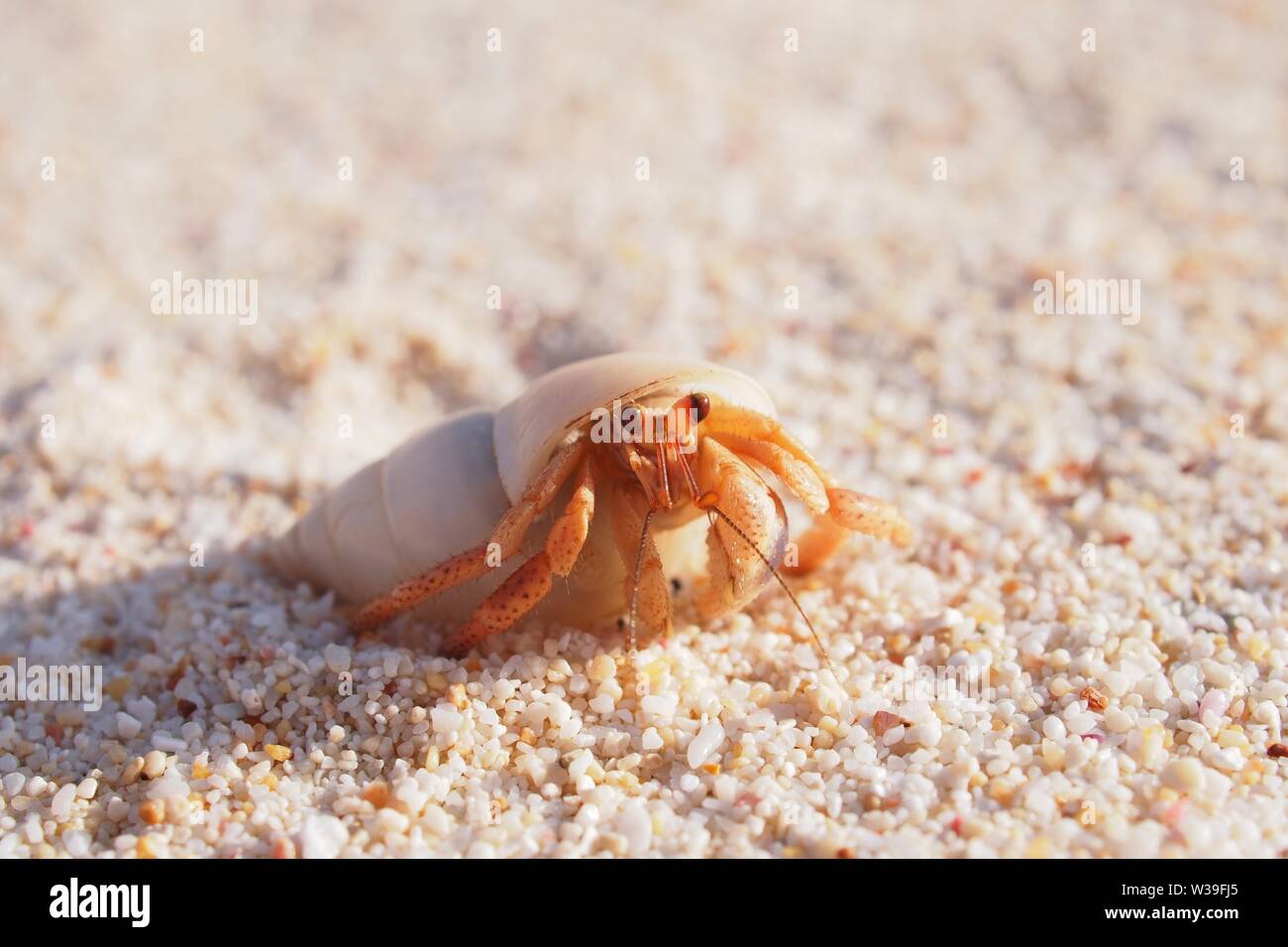Cangrejo ermitaño en una concha blanca haciendo cosas lindas cangrejo ermitaño, Caliza Bay beach, Anguila, BWI. Foto de stock