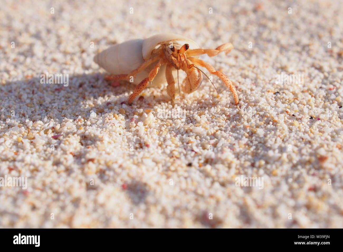 Cangrejo ermitaño en una suave concha blanca haciendo cosas lindas cangrejo ermitaño, Caliza Bay beach, Anguila, BWI. Foto de stock