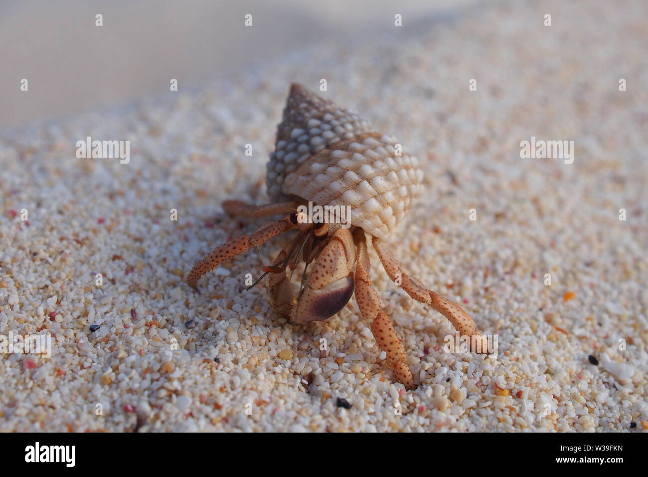 Cangrejo ermitaño en un caparazón marrón knobbly cangrejo ermitaño lindo haciendo cosas, piedra caliza Bay beach, Anguila, BWI. Foto de stock