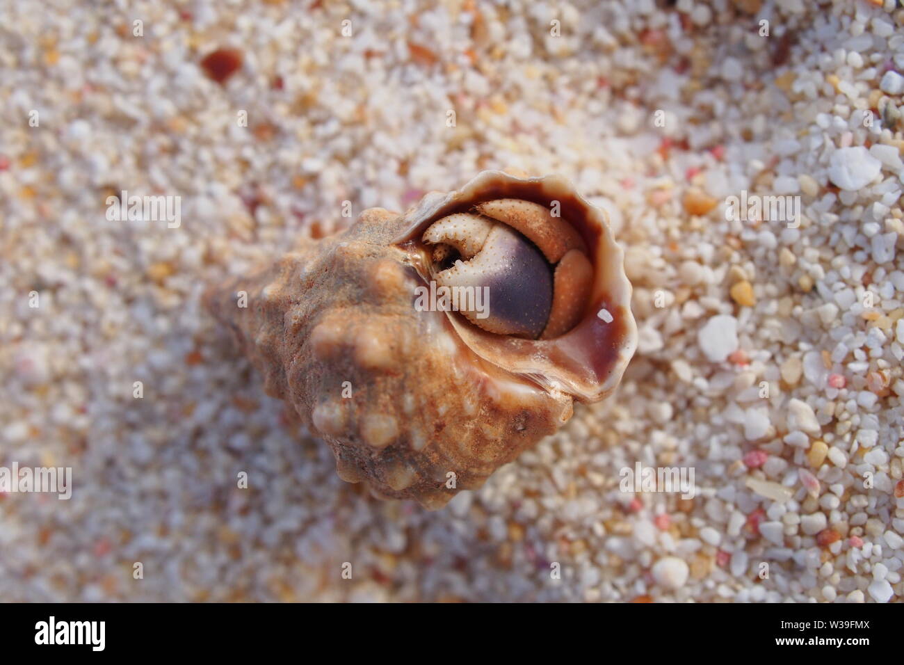 Cangrejo ermitaño retirado completamente en su shell, mostrando sólo una pinza, Caliza Bay beach, Anguila, BWI. Foto de stock