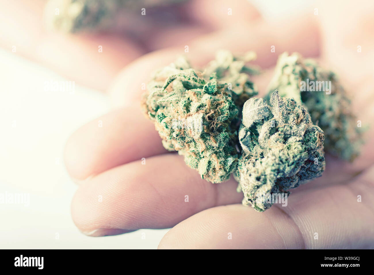 Manos sosteniendo los cogollos de cannabis, marihuana, hierba seca Foto de stock