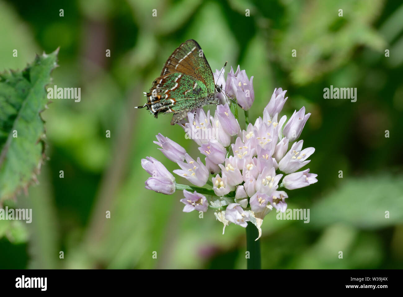 Juniper Hairstreak Foto de stock