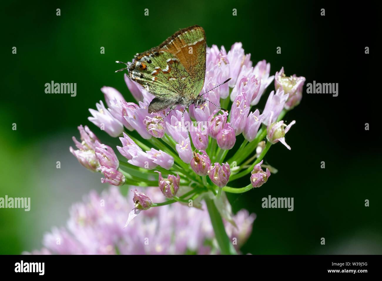 Juniper Hairstreak Foto de stock