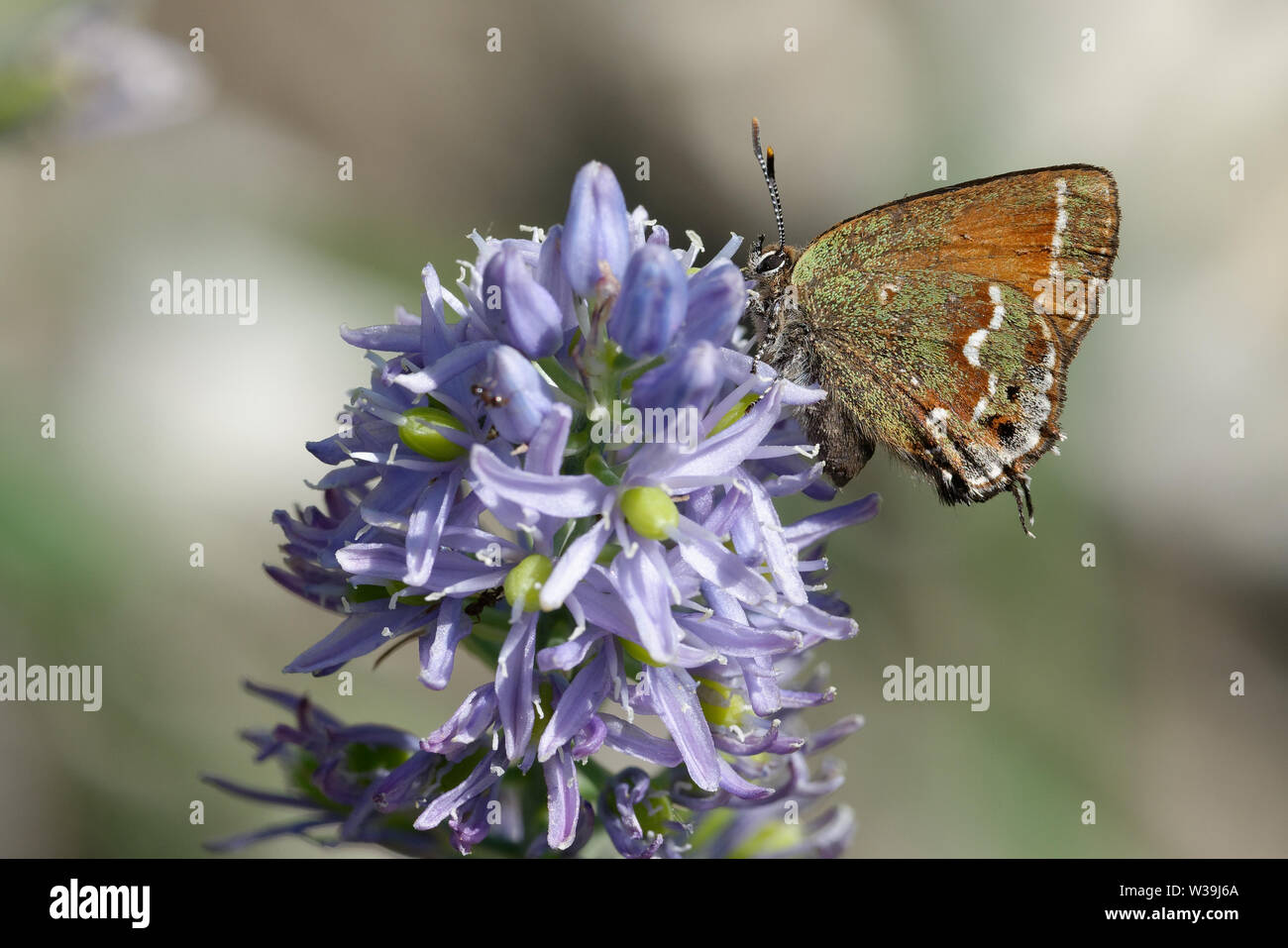 Juniper Hairstreak Foto de stock