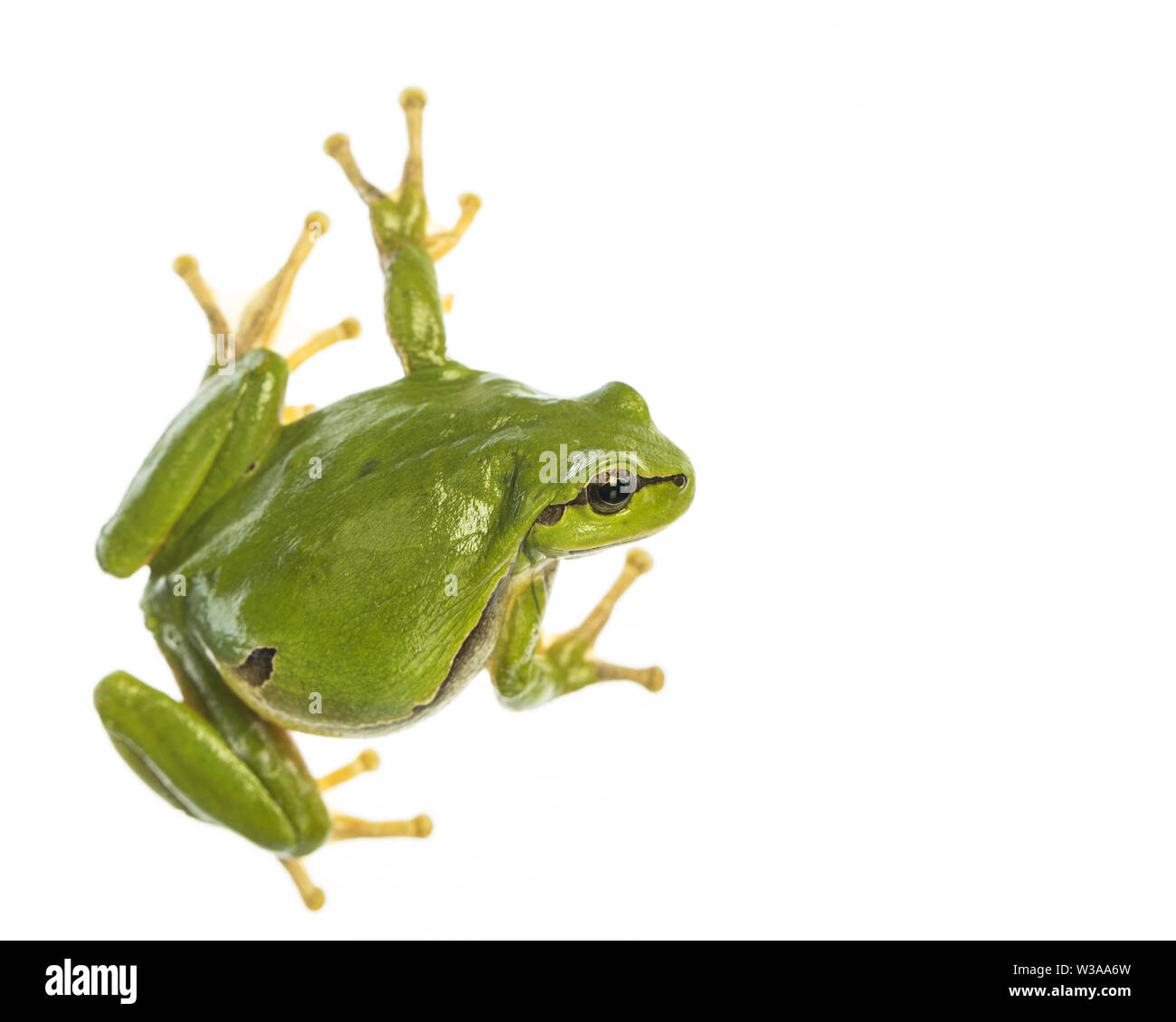 Unión Tree Frog (Hyla Arborea) aislado sobre fondo blanco, mirando hacia el lado derecho Foto de stock