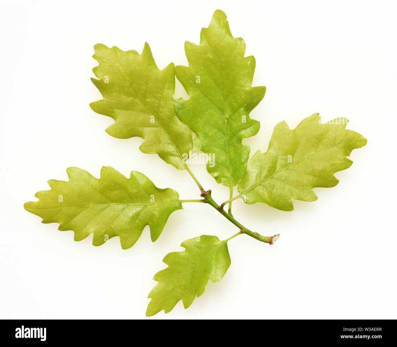 Eichenblatt, Eichen, Quercus robur, Foto de stock