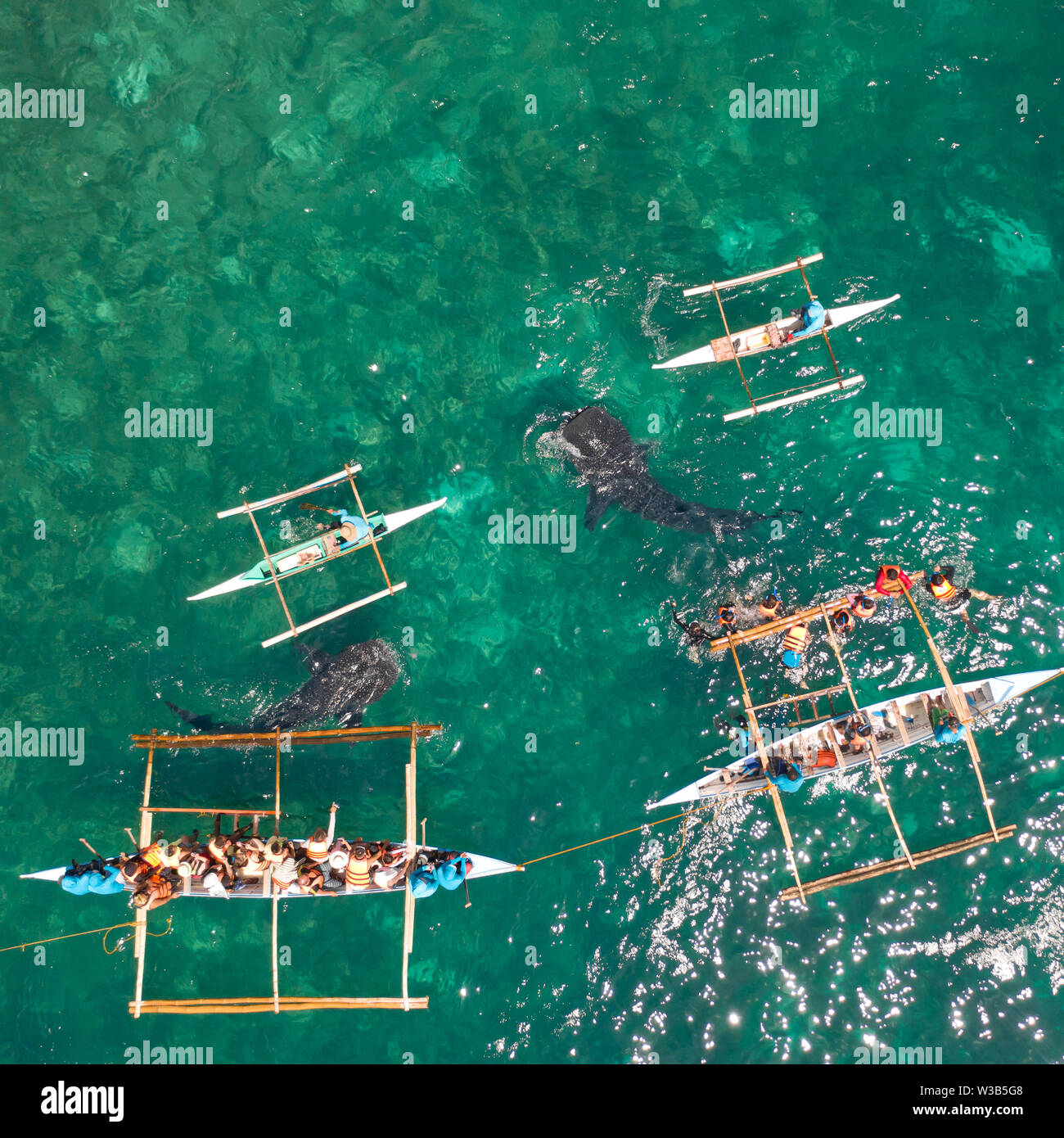 Los turistas están viendo los tiburones ballena en el municipio de Oslob, Filipinas, vista aérea. Concepto de vacaciones de verano y viajes. Foto de stock