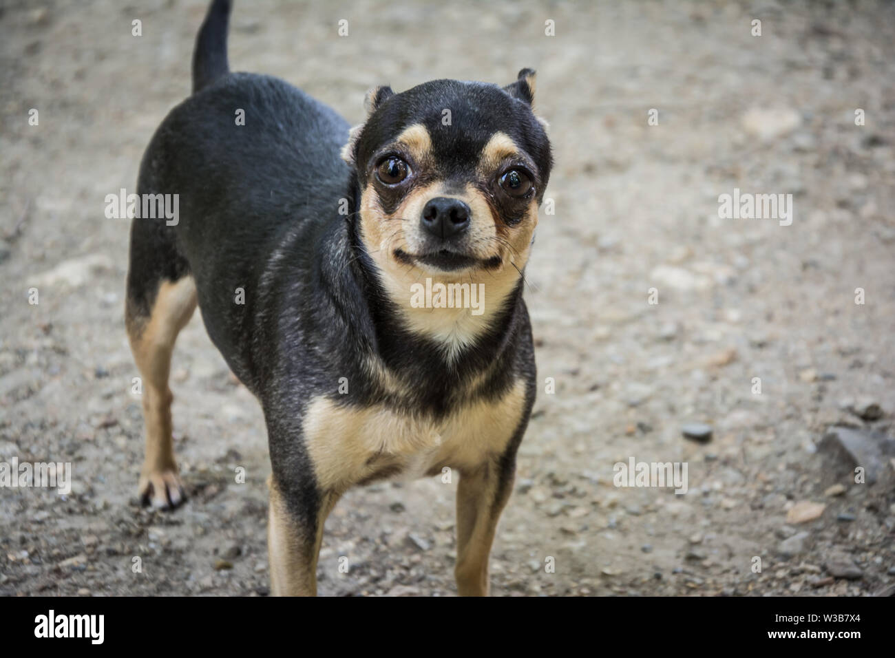 Chihuahua Negro Perro Con Hermosos Ojos Esta Sonriendo Mientras Posan Para La Camara Fotografia De Stock Alamy Chihuahua Negro Perro Con Hermosos Ojos Esta Sonriendo Mientras Posan Para La Camara Fotografia De Stock Alamy