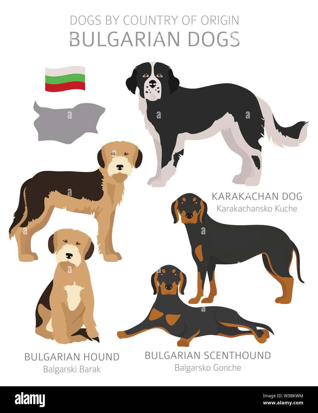 Los perros por país de origen. Bulgarian razas de perros. Los pastores, la  caza, el pastoreo, juguete, perros de servicio y de trabajo conjunto.  Ilustración vectorial Imagen Vector de stock - Alamy