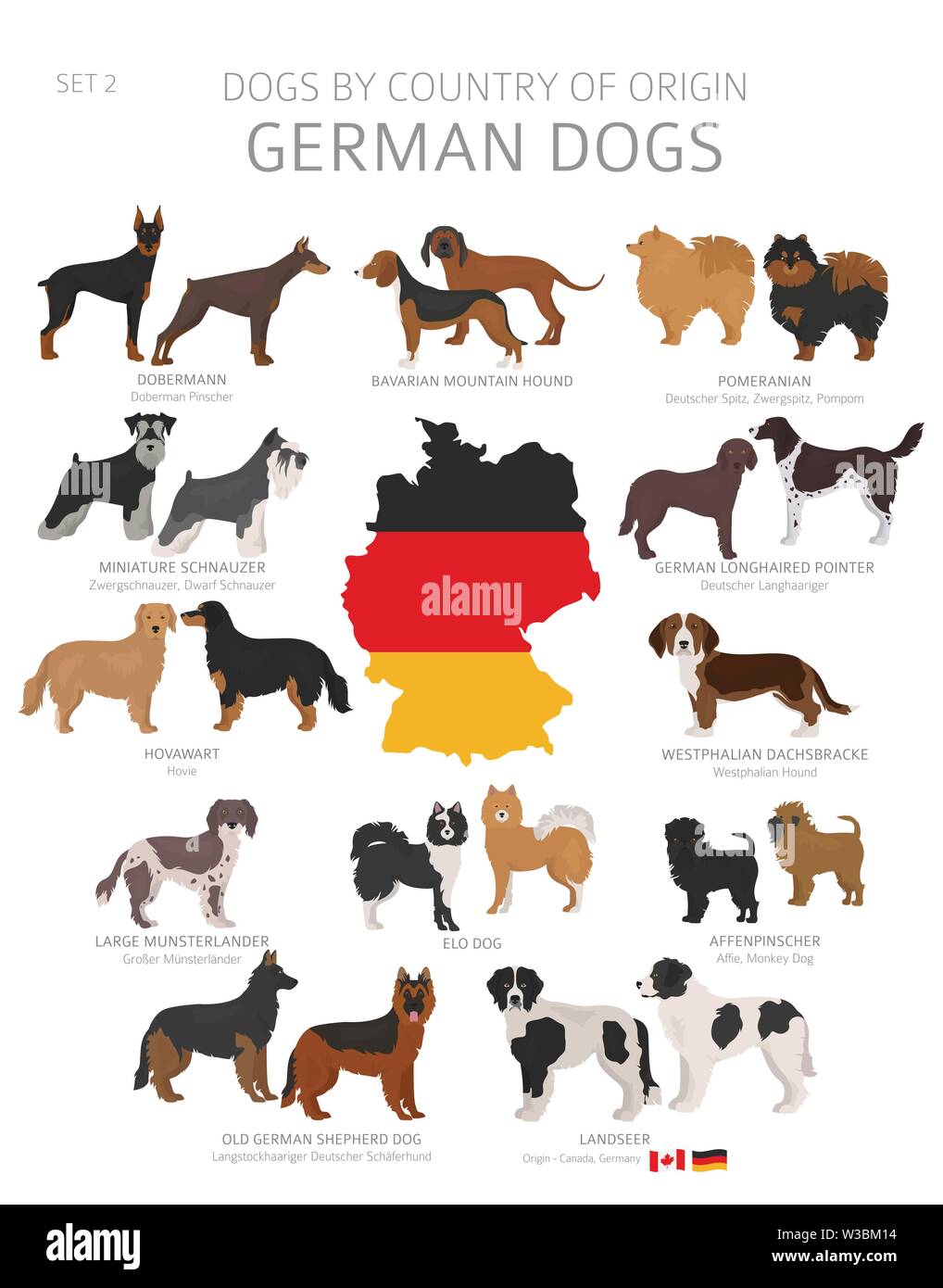 Razas de perros europeos fotografías e imágenes de alta resolución - Alamy