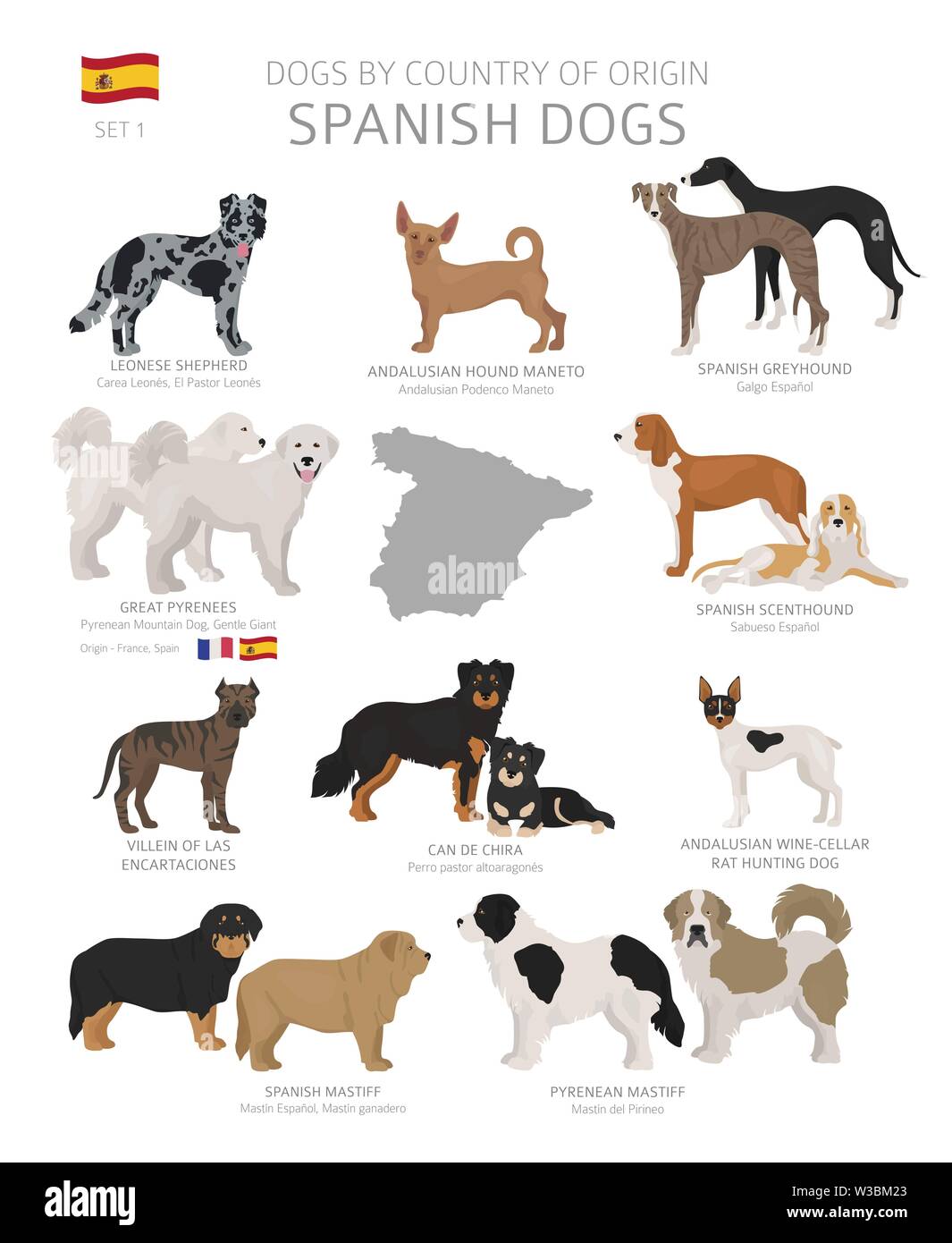 Los perros por país de origen. Español razas de perros. Los pastores, la  caza, el pastoreo, juguete, perros de servicio y de trabajo conjunto.  Ilustración vectorial Imagen Vector de stock - Alamy