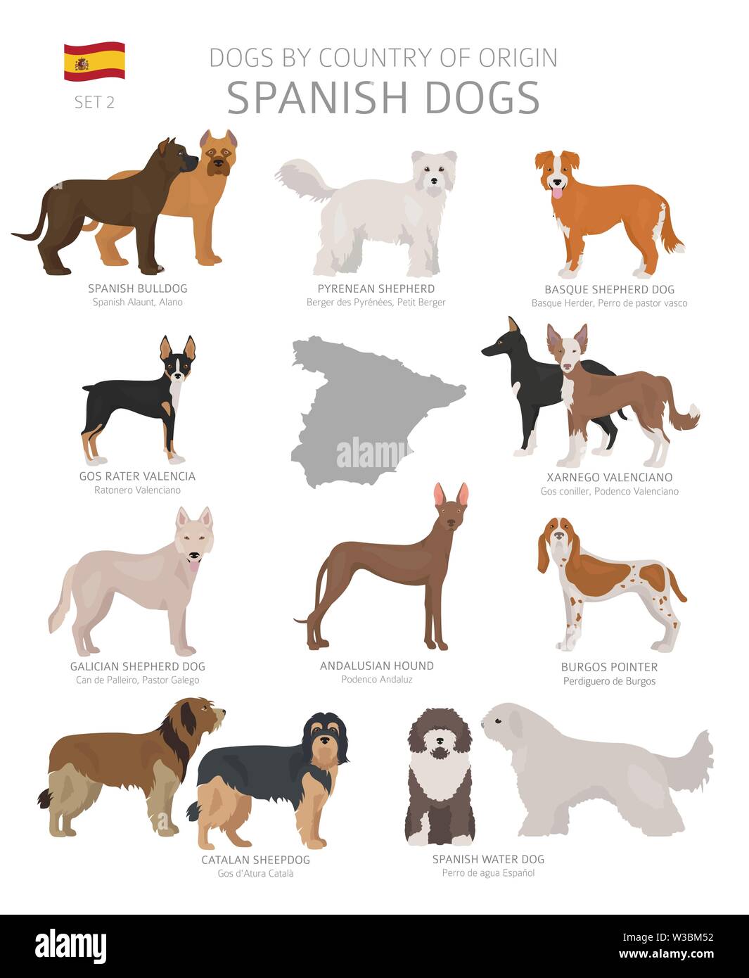 Los perros por país de origen. Español razas de perros. Los pastores, la  caza, el pastoreo, juguete, perros de servicio y de trabajo conjunto.  Ilustración vectorial Imagen Vector de stock - Alamy