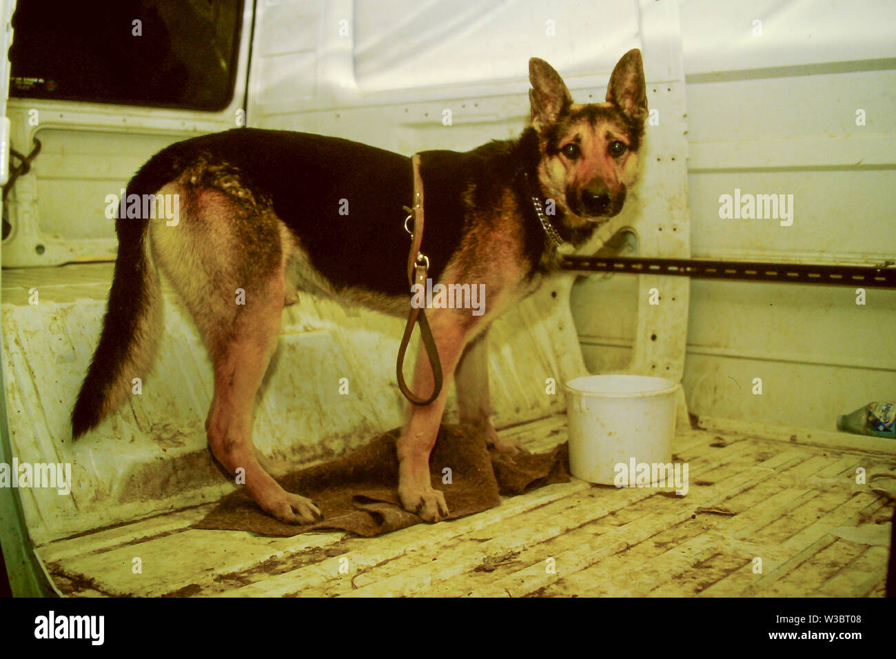 4 Zonn una empresa de seguridad con perros asesinos locos, Lyon, Francia  Fotografía de stock - Alamy