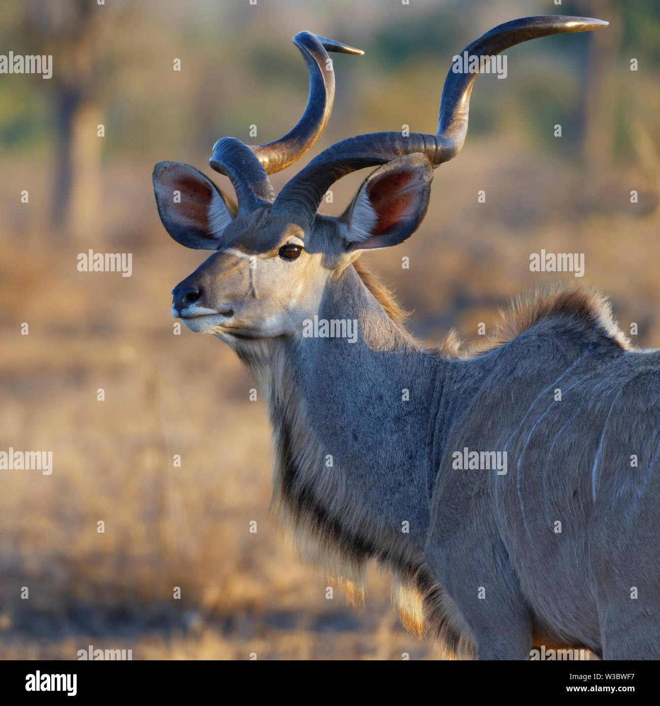 Kudu mayor (Tragelaphus strepsiceros), animal macho adulto, retrato, luz del atardecer, el Parque Nacional Kruger, Sudáfrica, África Foto de stock
