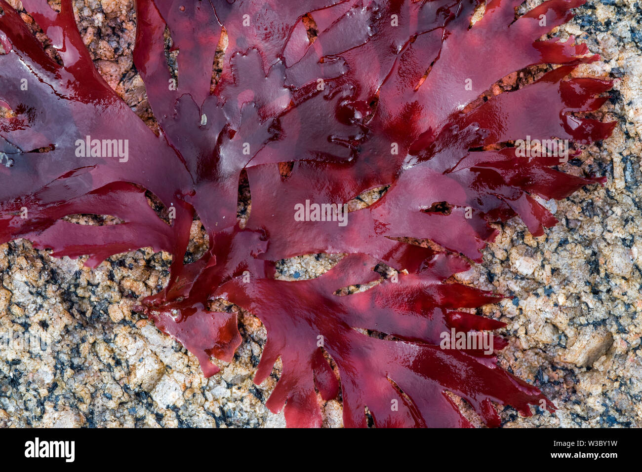 Musgo irlandés / carragenina moss (Chondrus crispus) alga roja arrastrado en la playa rocosa Foto de stock