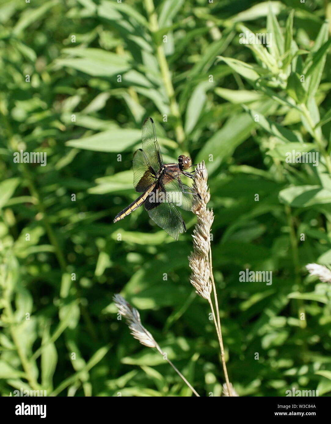 Alforjas negro dragonfly en reposo Foto de stock