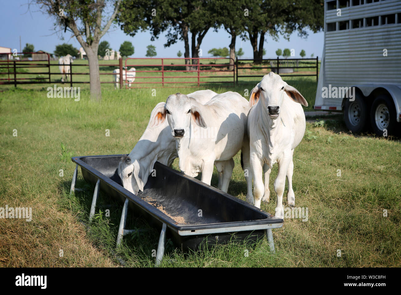 Carne de ternera vacas Brahman en Texas Farm. Satisfacer cada vez más