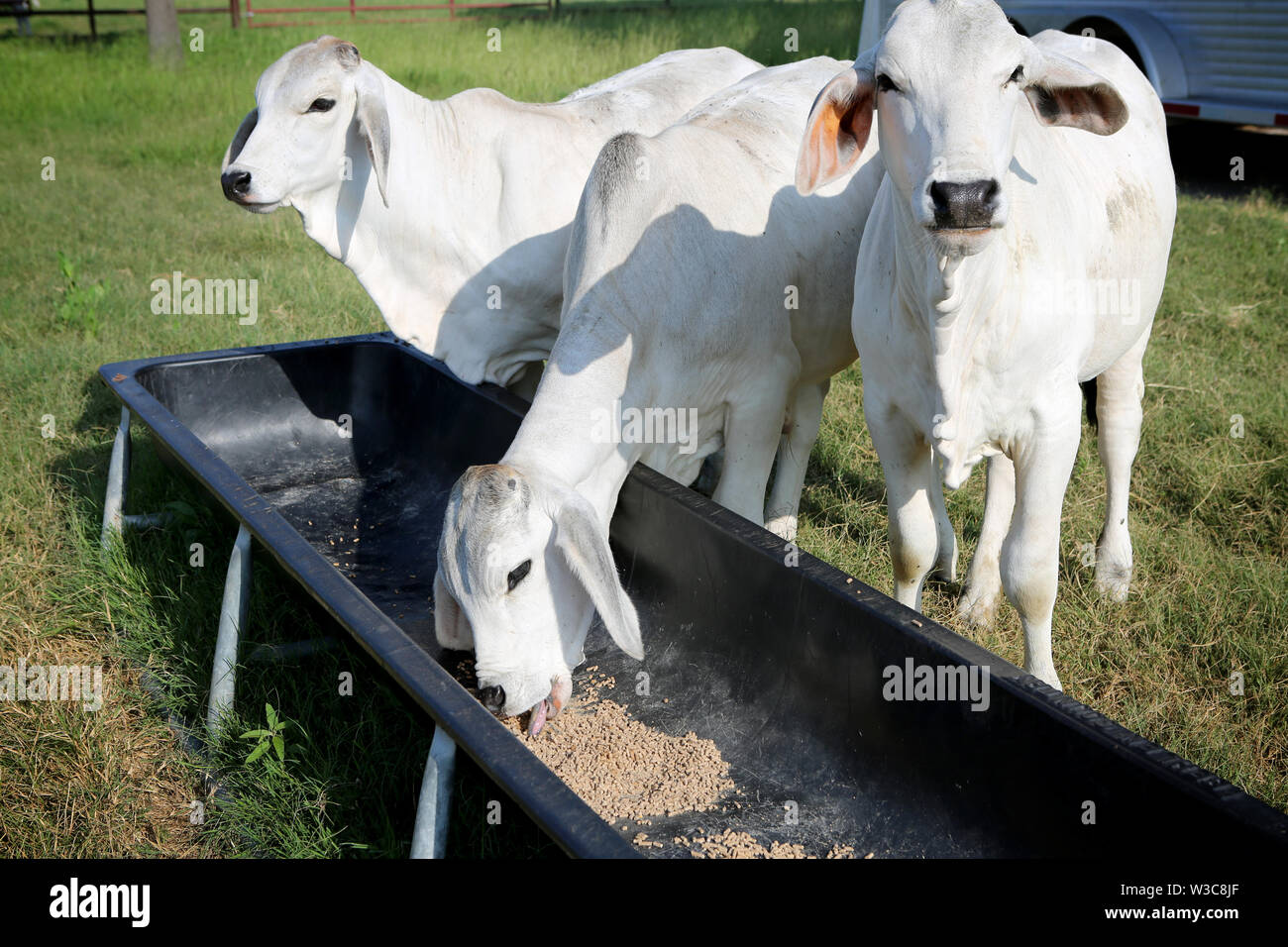 Carne de ternera vacas Brahman en Texas Farm. Satisfacer cada vez más