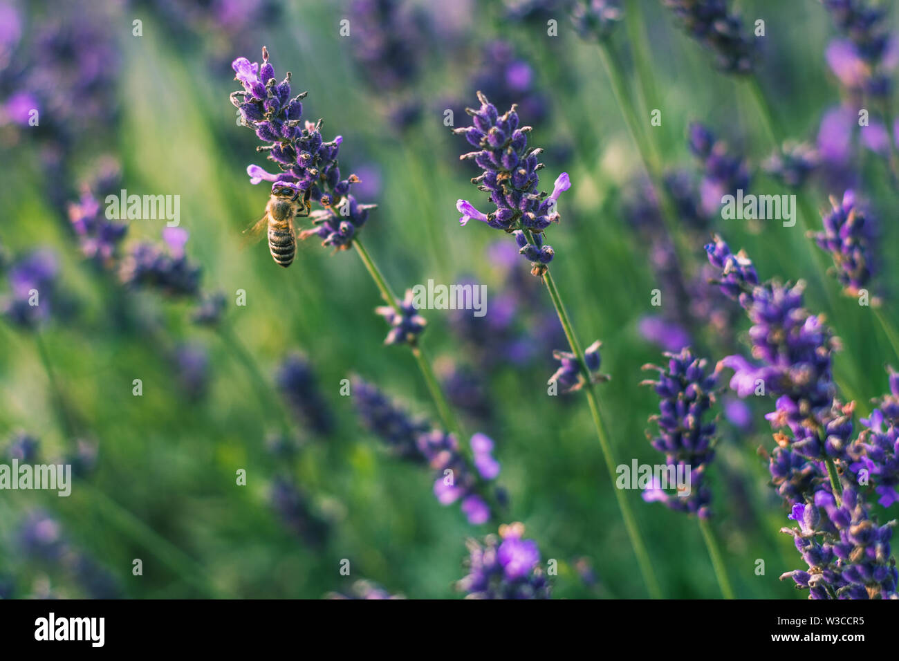 Abeja Carniolan en una planta de lavanda Foto de stock