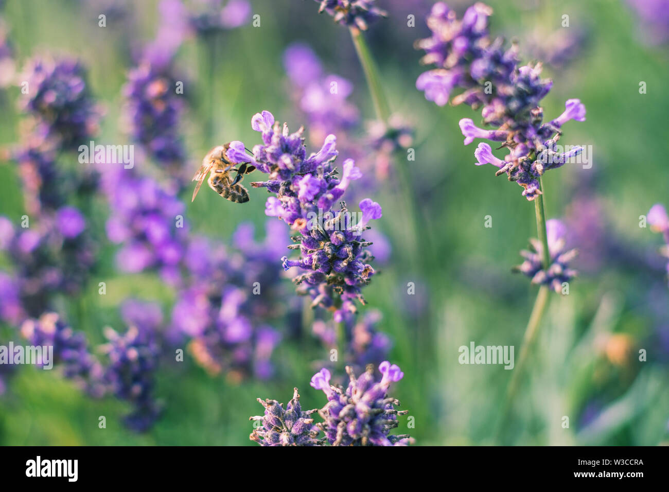 Abeja Carniolan en una planta de lavanda Foto de stock