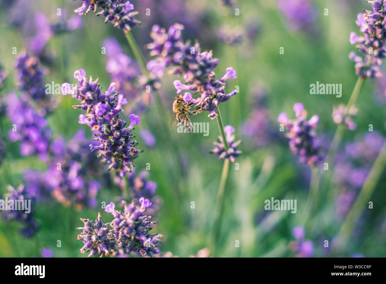 Abeja Carniolan en una planta de lavanda Foto de stock