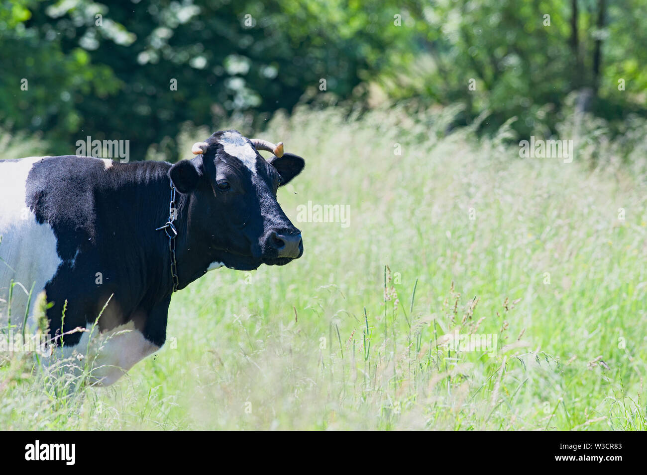 Es una vaca en un prado verde Foto de stock