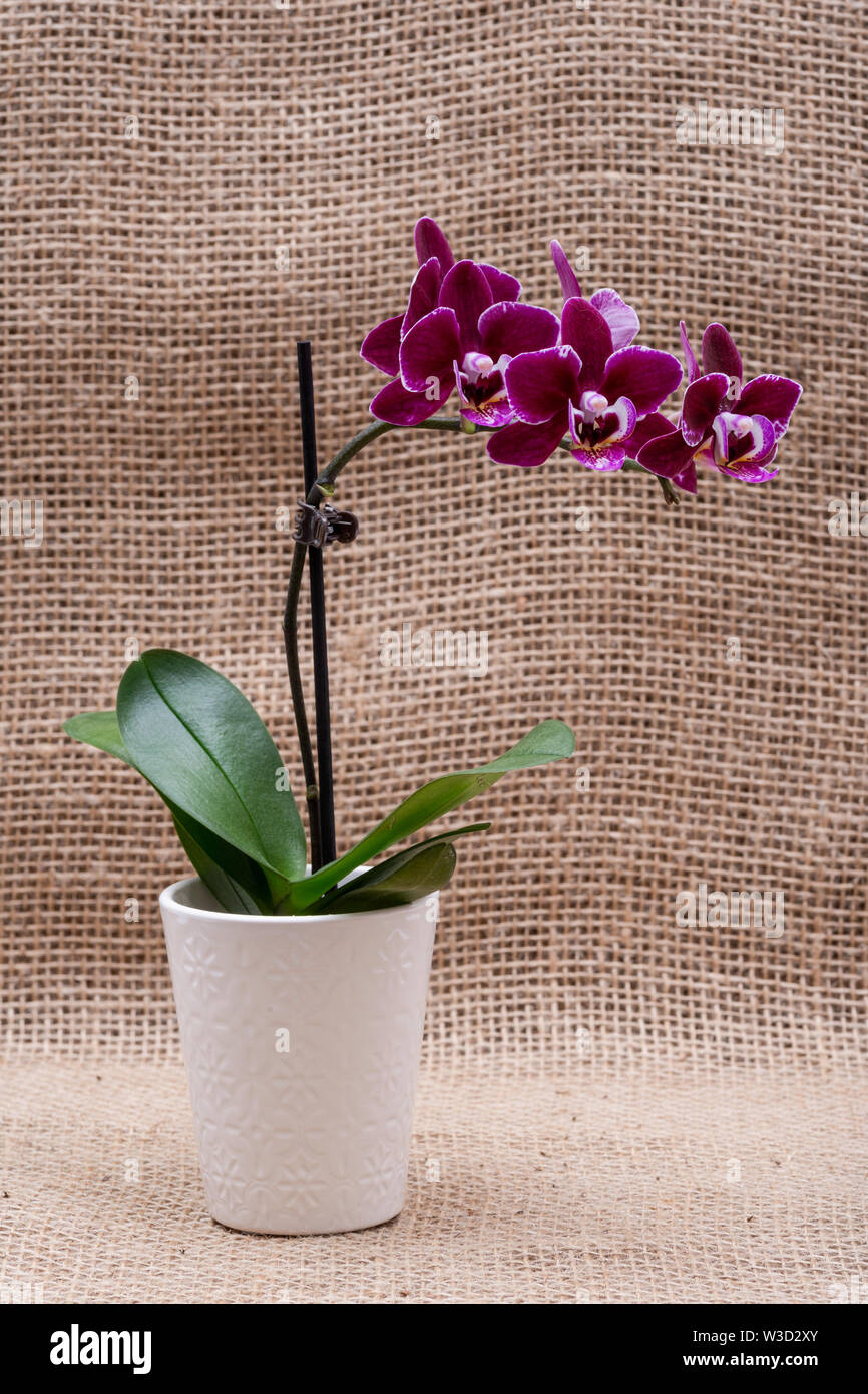 Blooming Mini Planta Orquidea Phalaenopsis Terciopelo granate natural  aislado sobre fondo de arpillera. Las orquídeas polilla. Tribu: Vandeae.  Orden: Asparagales Fotografía de stock - Alamy