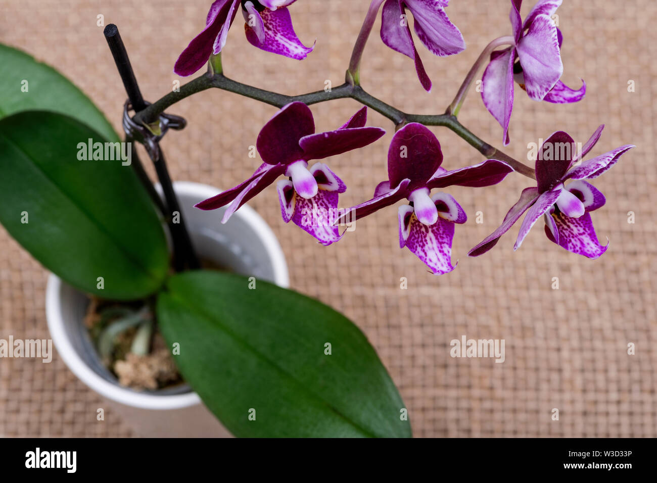 Blooming Mini Planta Orquidea Phalaenopsis Terciopelo granate natural  aislado sobre fondo de arpillera. Las orquídeas polilla. Tribu: Vandeae.  Orden: Asparagales Fotografía de stock - Alamy