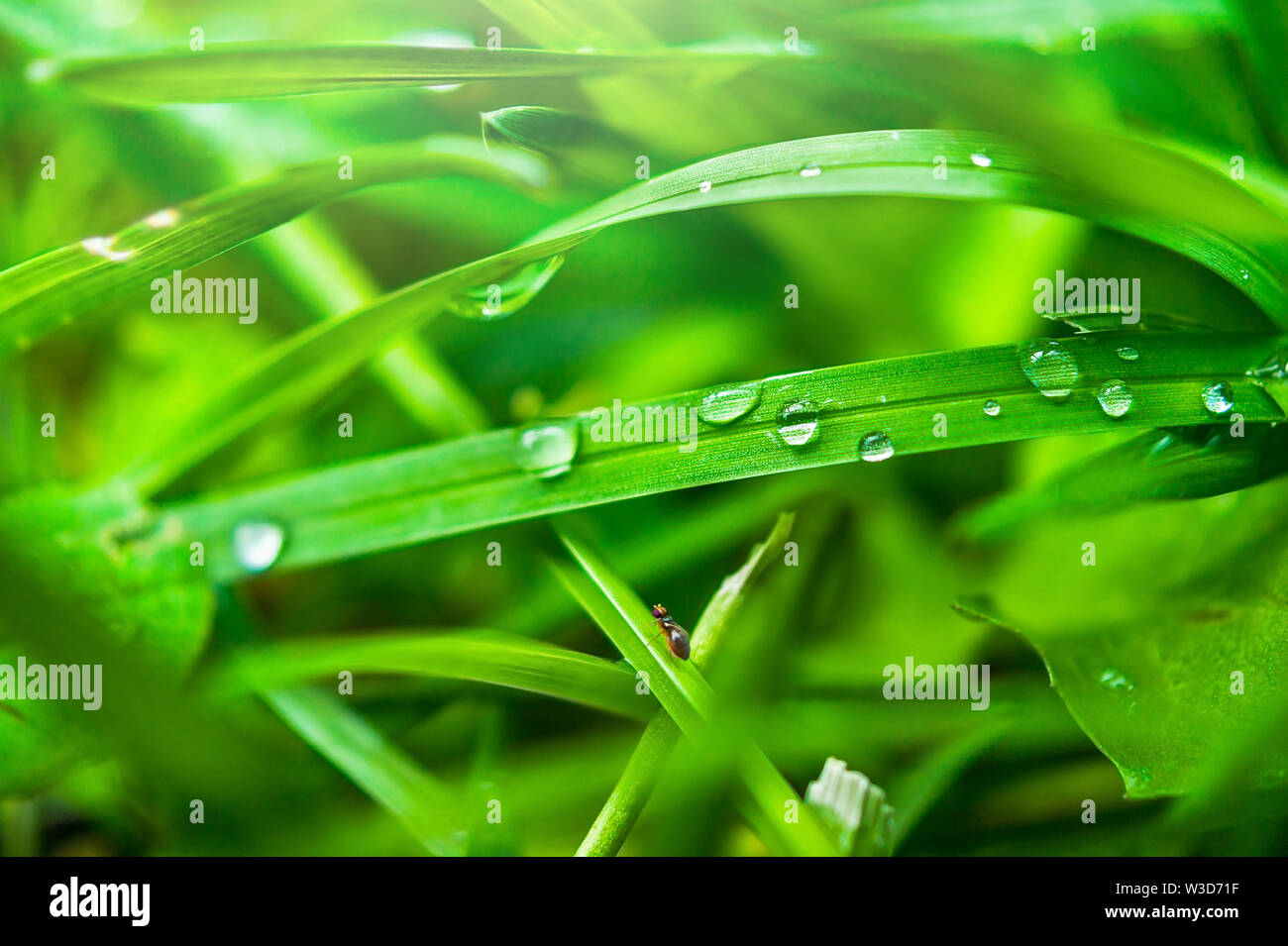 Imagen Macro de Rocío o gotas de lluvia sobre la hierba verde, poco mosca en el Blade, Sun Glow. Foto de stock