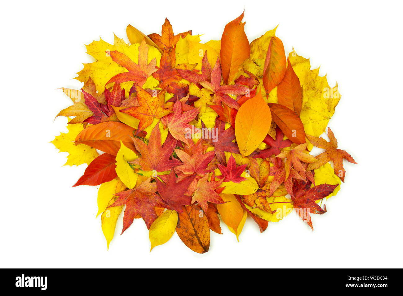 Amarillo rojo naranja y púrpura hojas de otoño sobre fondo blanco. Foto de stock