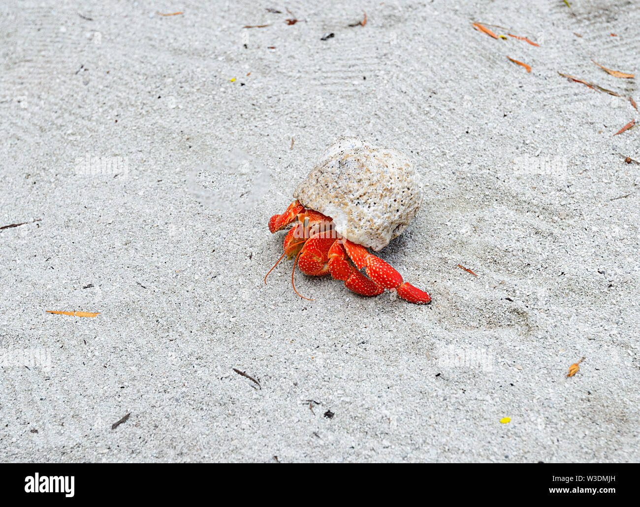 Rojo (perlatus Landcrab Ermitaño Coenobita o Coenobita) perlata arrastrándose en la arena de la playa, Aitutaki, Islas Cook, Polinesia Foto de stock