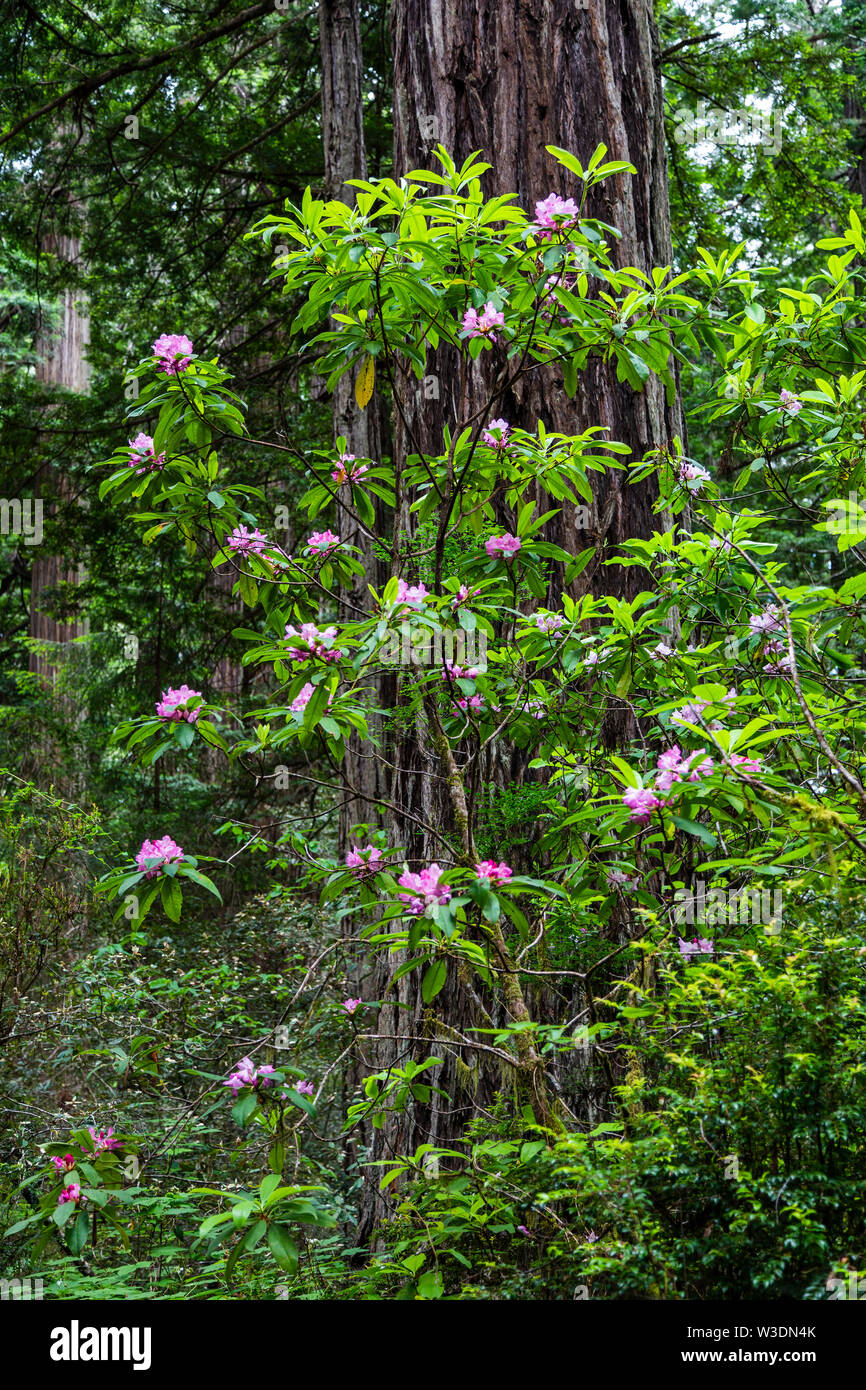 Rhododendron flores y árboles de Secoya en el Lady Bird Johnson Grove de Redwood National Park, California, EE.UU.. Foto de stock