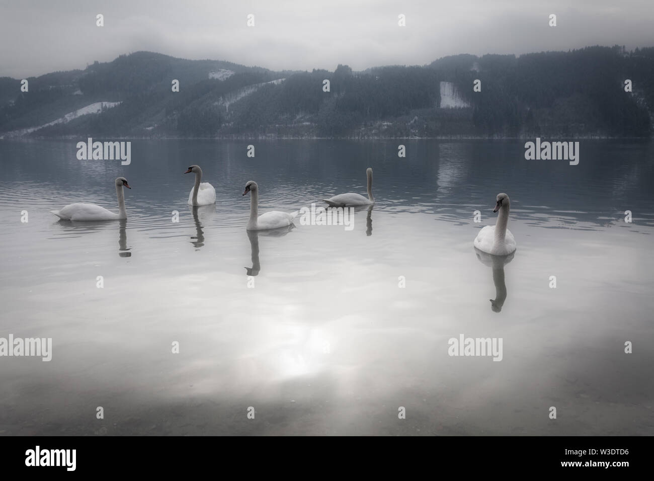 Un tranquilo y místico paisaje con graciosos cisnes en el agua y las montañas de nieve en el fondo de una tranquila mañana en Austria. Foto de stock