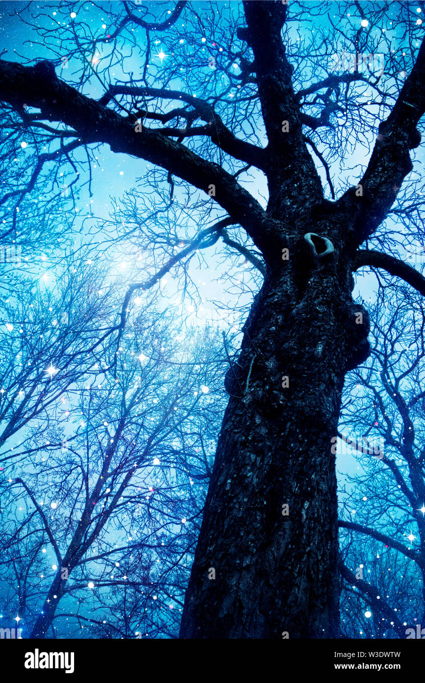 Tronco de árbol y estrellas de fondo, la imaginación y la fantasía - imagen  para la portada del libro Fotografía de stock - Alamy
