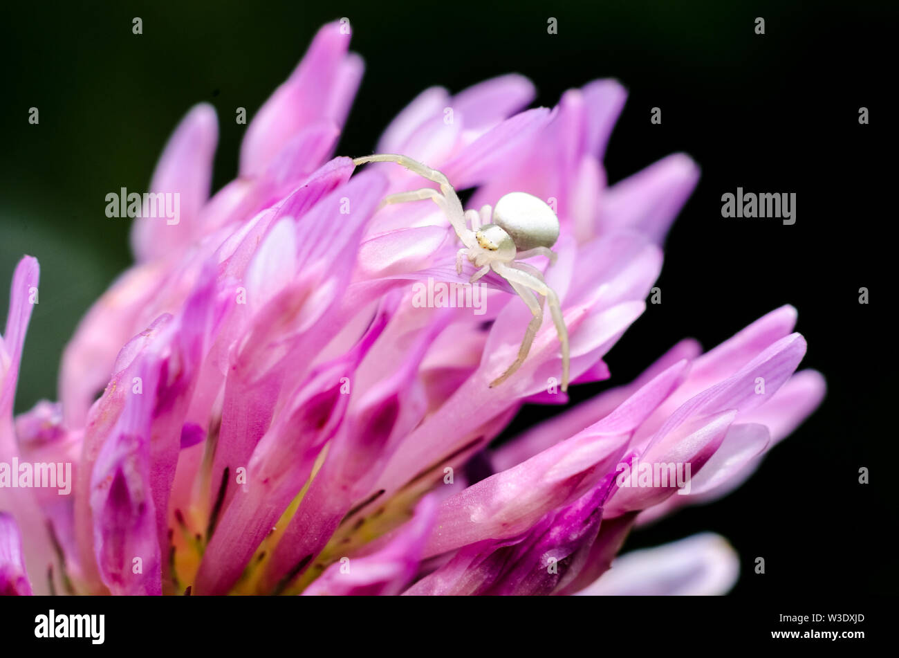 Thomisidae, Macro Fotografía de un pequeño cangrejo araña en una flor morada Foto de stock