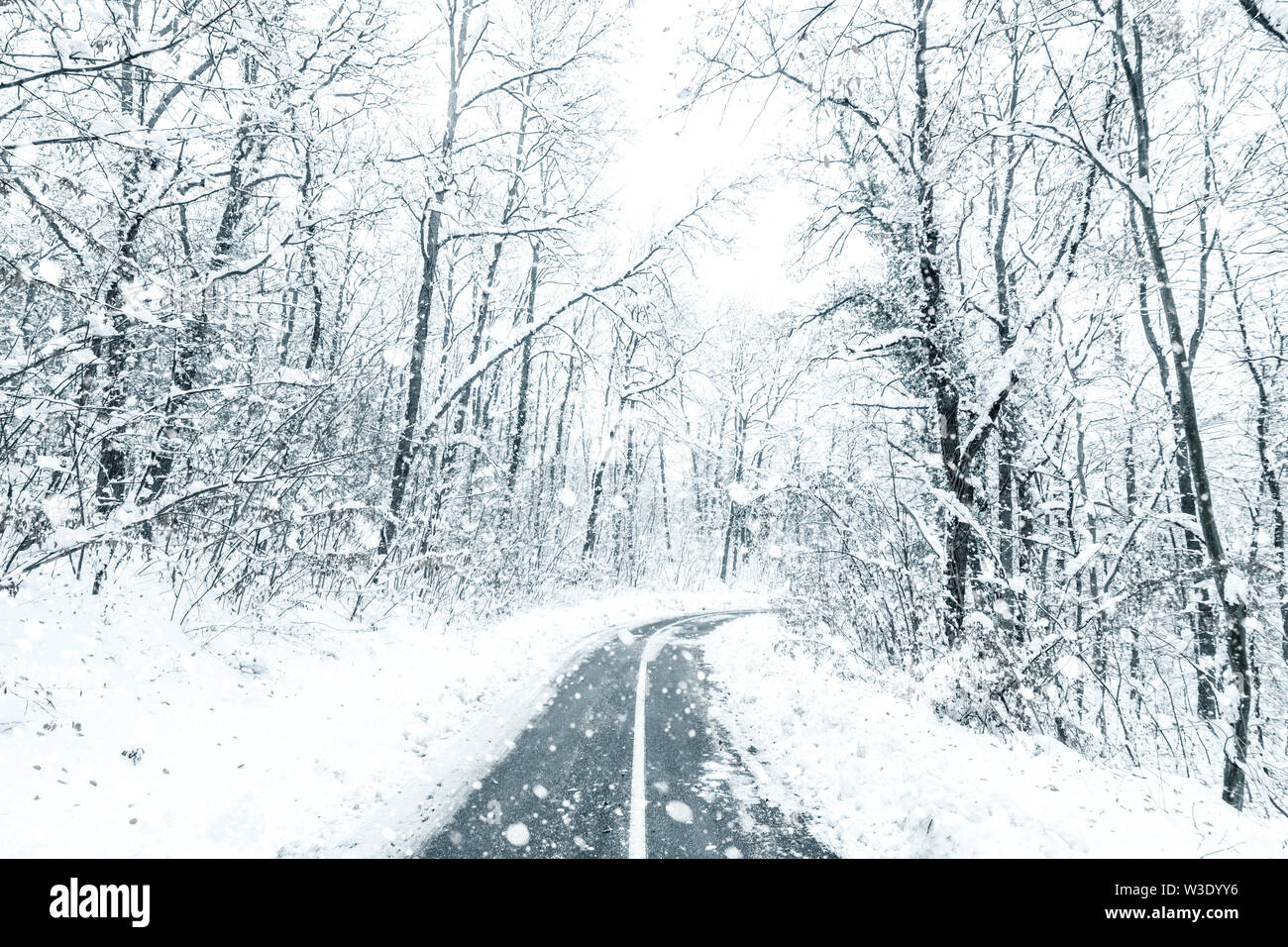 Bosque de invierno Snow Road. Forest Road ver nieve en invierno. Foto de stock