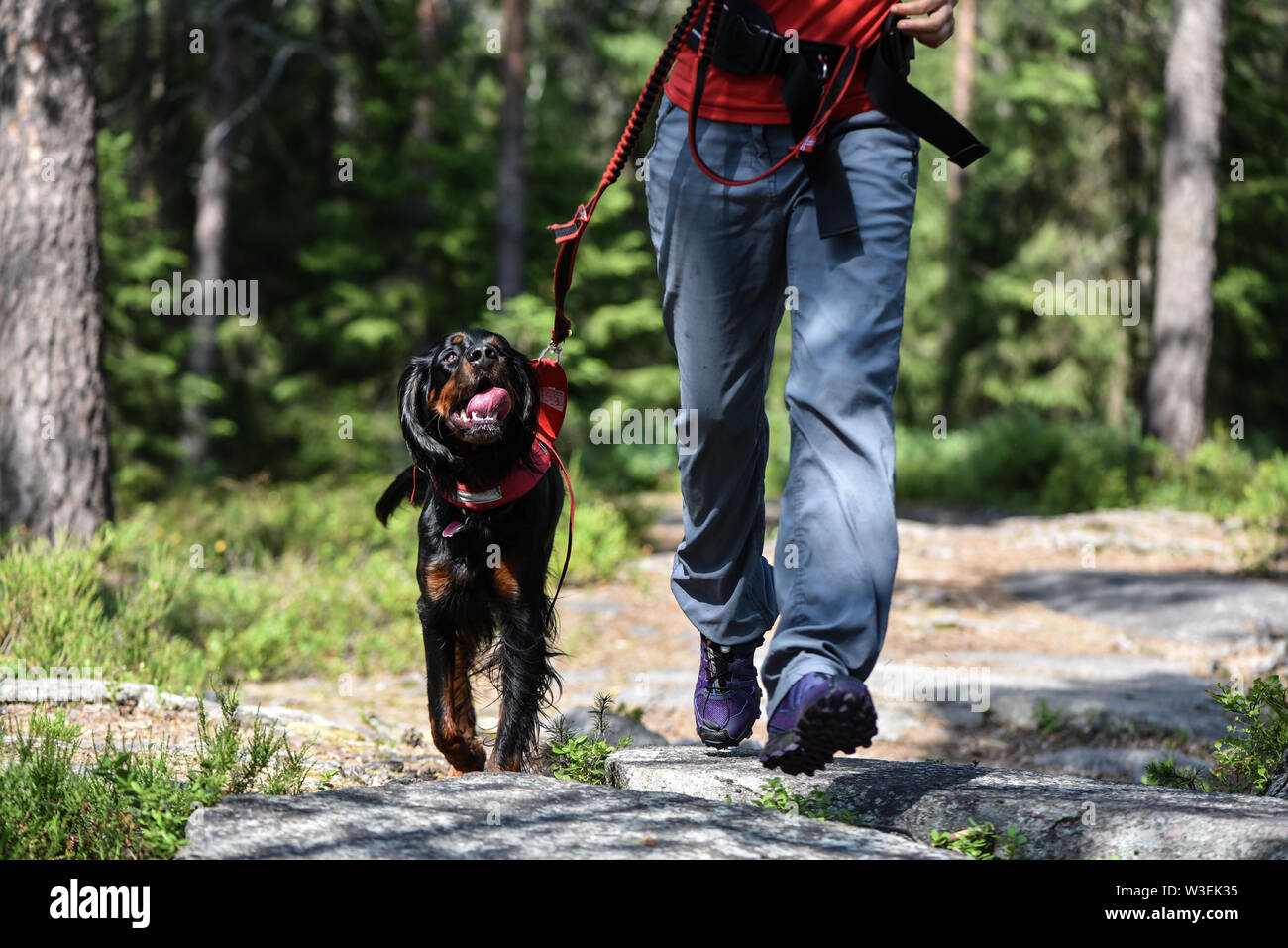 Mujer caminando en el bosque con un setter de Gordon Foto de stock
