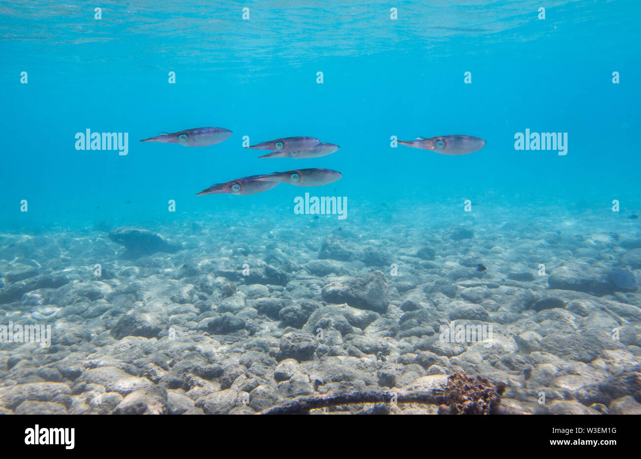 Calamares de coral en el Mar Caribe Foto de stock
