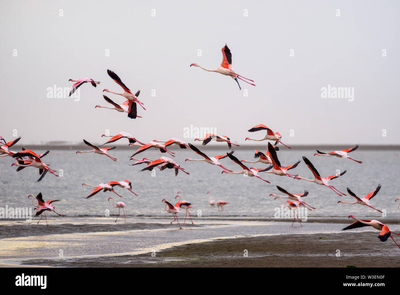 Gran bandada de flamencos rosados en vuelo en Walvis Bay, Namibia Foto de stock