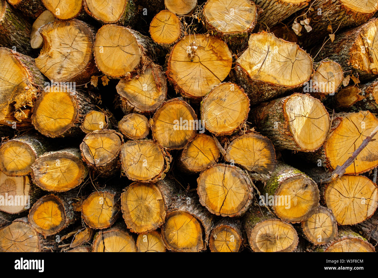Montón de troncos de madera, Sossay Puygarreau cerca. Vienne, Poitou Charente. Francia Europa Foto de stock