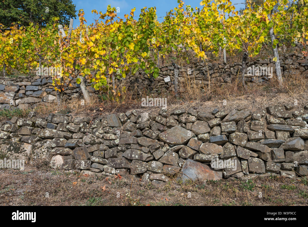 Muro de piedra seca en los viñedos en las terrazas, Andlau, Alsacia, Francia Foto de stock