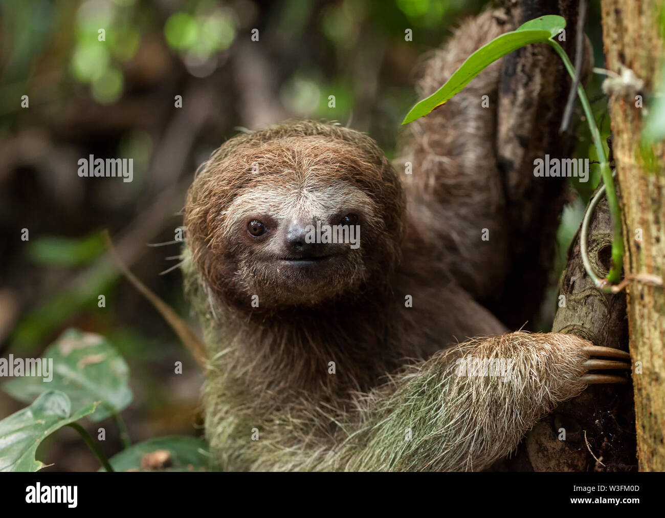 Tres Brown-Throated vetado Sloth Foto de stock