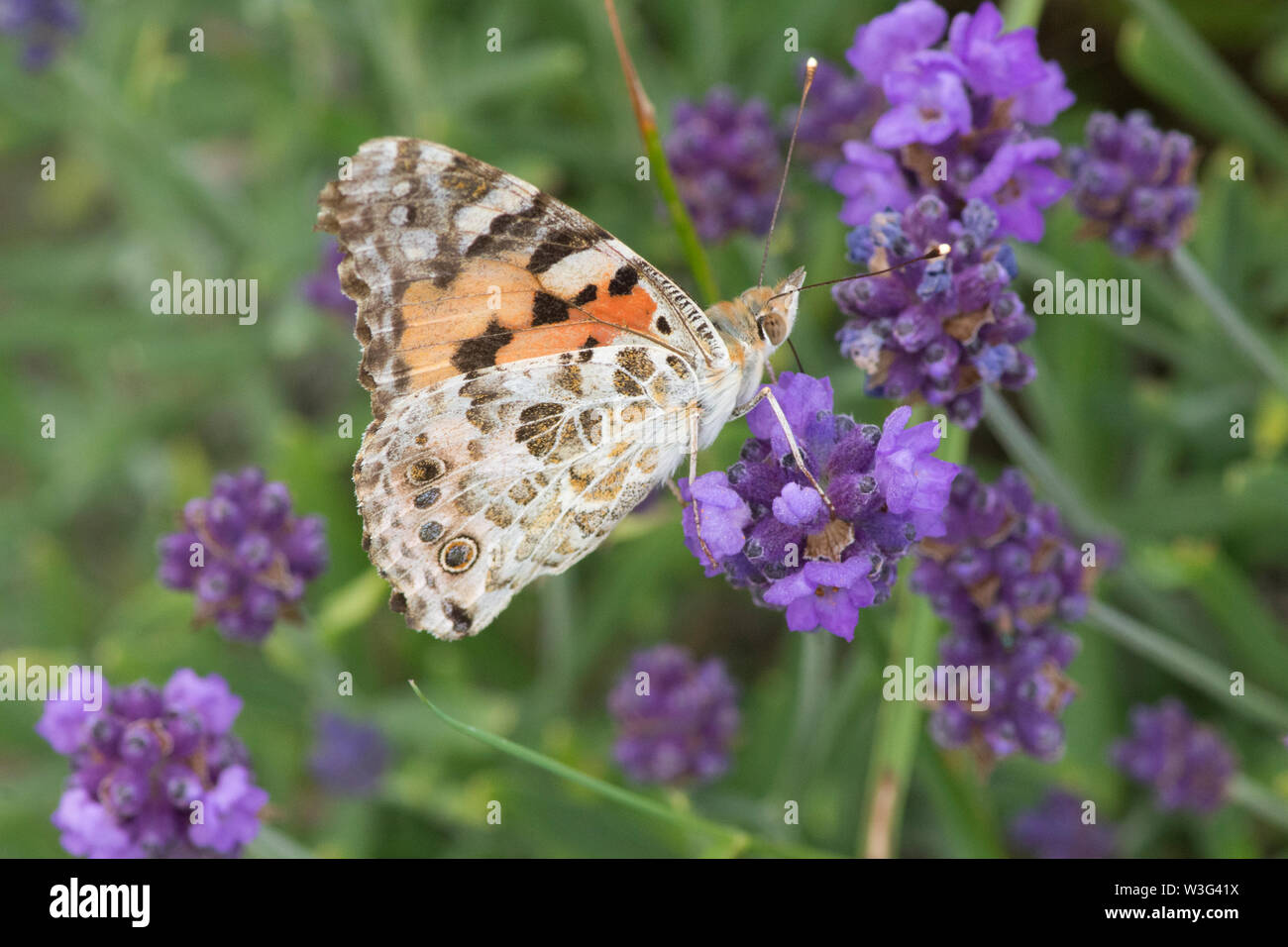 Painted Lady butterfly, Vanessa cardui, de lavanda, recién llegado, migrar, envés de las alas cerradas, Sussex, Reino Unido, junio Foto de stock