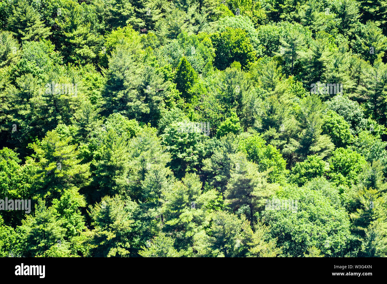 Fondo de exuberante bosque verde con variedad de árboles vistos desde arriba Fotografía de stock Fondo de exuberante bosque verde con variedad de árboles vistos desde arriba Fotografía de stock